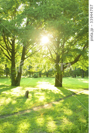 公園 太陽光 公園 太陽光 33944707