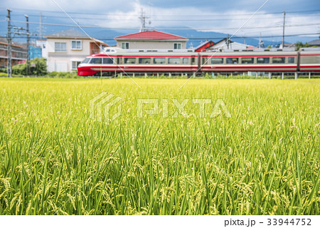 実りの秋　小田急線　特急ロマンスカー　7000形 33944752