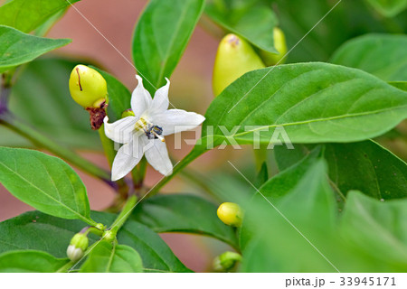 唐辛子の花 唐辛子の花 33945171