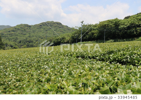 鹿児島の茶畑 鹿児島の茶畑 33945485