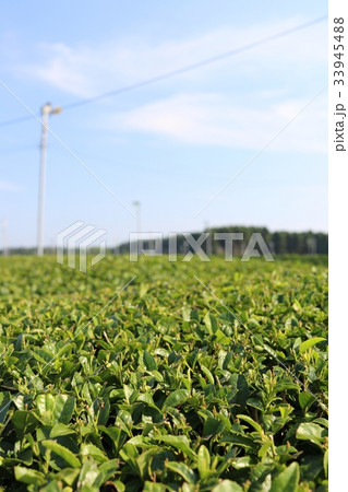 鹿児島の茶畑　 33945488