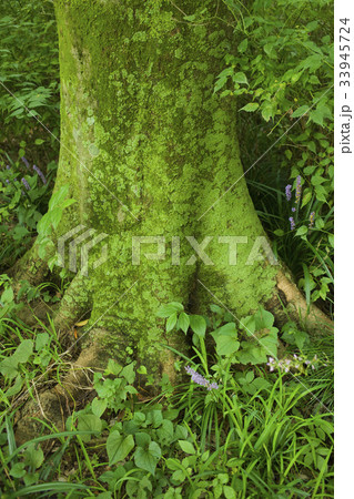 木の根元 デザイン素材の写真素材