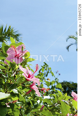 ハイビスカス 33945726