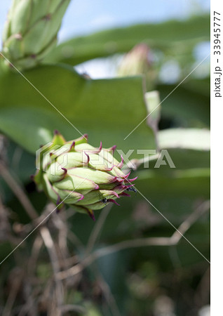 ドラゴンフルーツの蕾 33945777