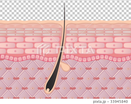 Skin cross section (hair) 33945840