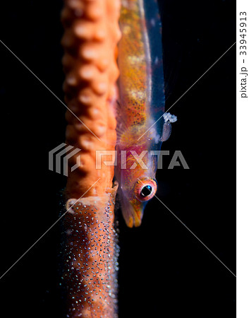 ガラスハゼの抱卵 33945913