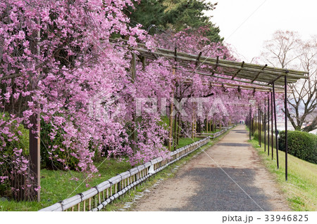 半木の道 - 枝垂れ桜 33946825