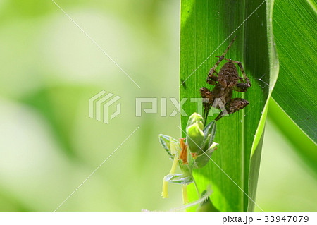 ヤマシロオニグモに似たクモ ヤマシロオニグモに似たクモ 33947079