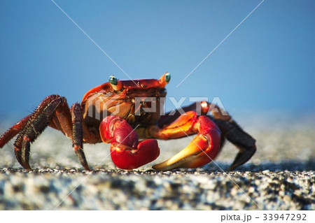 浜辺のカニ 33947292