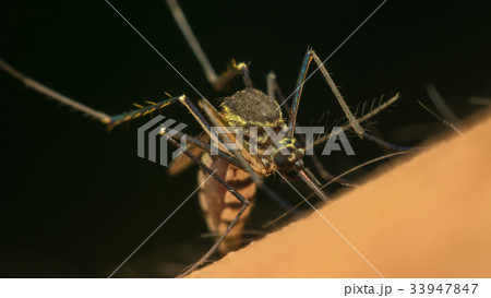 Macro of mosquito (Aedes aegypti) sucking blood 33947847
