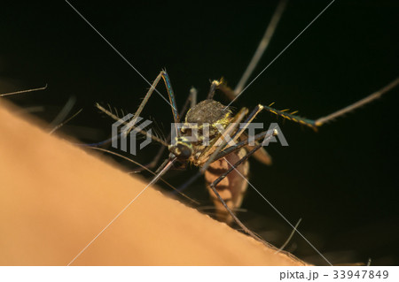 Macro of mosquito (Aedes aegypti) sucking blood 33947849