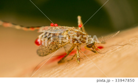 Macro of smashed mosquito (Aedes aegypti) to died 33947850