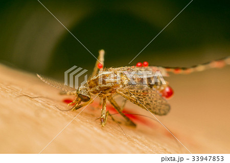 Macro of smashed mosquito (Aedes aegypti) to died Macro of smashed mosquito (Aedes aegypti) to died 33947853