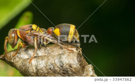 Macro of Hymenoptera on the nest in nature 33947862
