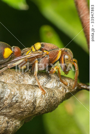 Macro of Hymenoptera on the nest in nature Macro of Hymenoptera on the nest in nature 33947863
