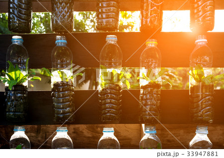 Growing vegetables (parsley) in plastic bottles Growing vegetables (parsley) in plastic bottles 33947881