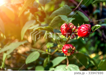Roselle (plant) or Hibiscus sabdariffa Roselle (plant) or Hibiscus sabdariffa 33947890