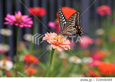 百日草の蜜を吸うアゲハ蝶の写真素材