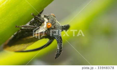 Macro of Strange treehopper is small bug in nature 33948378