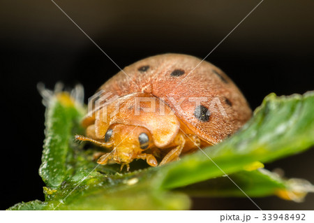 Macro of bug insect (Ladybug) on leaf in nature Macro of bug insect (Ladybug) on leaf in nature 33948492