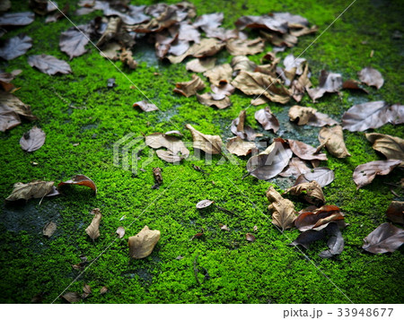 dry leaves falling on dark green moss floor 33948677