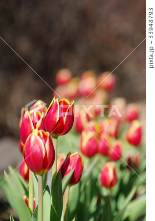 チューリップ 33948793
