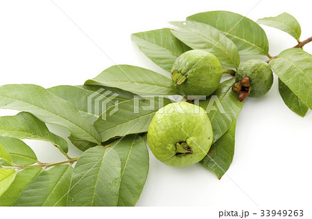 グァバ 33949263