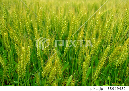 小麦の穂 33949482