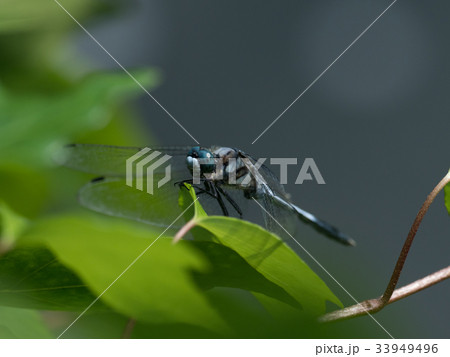 シオカラトンボの雄 33949496