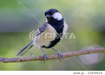 シジュウカラ シジュウカラ 33949639