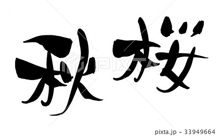 筆文字　秋桜　自然　イラスト　 33949664