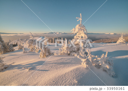 Dramatic wintry scene with snowy trees. 33950161