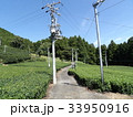 茶畑の道 33950916