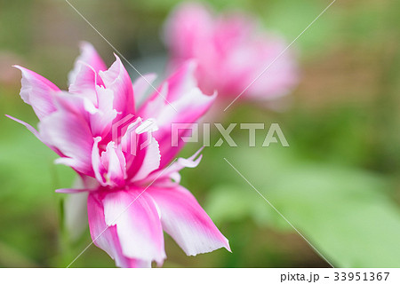 【夏】　変化アサガオ　【イメージ】 33951367