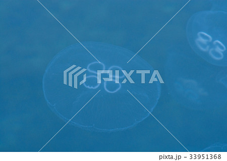 ミズクラゲ 33951368