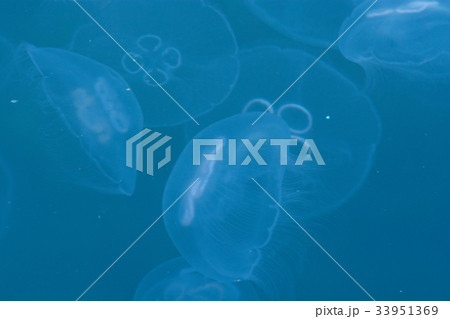 ミズクラゲ 33951369