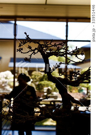 さいたま市大宮盆栽美術館 さいたま市大宮盆栽美術館 33951446