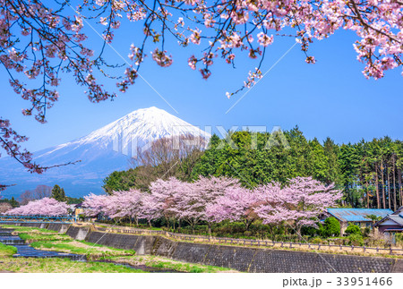 Mt. Fuji in Spring Mt. Fuji in Spring 33951466
