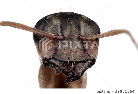 Head of ant 33951564