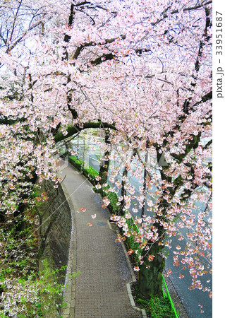 赤羽台さくら並木公園通りの桜並木の写真素材