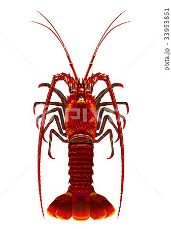 イセエビ イセエビ 33953861