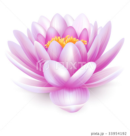 Water lily Water lily 33954192