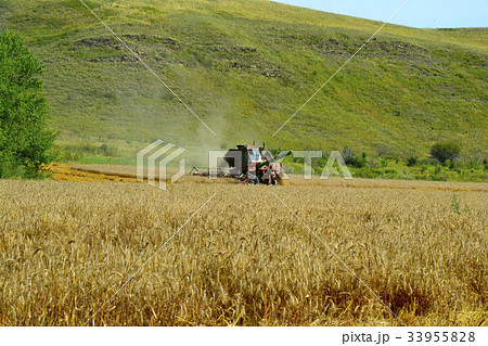 Harvester machine workin 33955828
