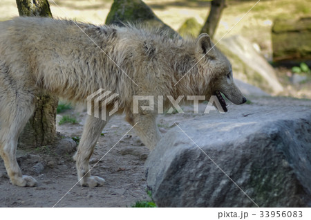 wolf isoler in an animal wolf isoler in an animal 33956083