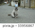 田代島の猫 33956867