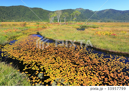 ヒツジグサの紅葉浮かぶ尾瀬ヶ原の池塘と景鶴山 33957799