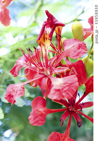 鳳凰木の花 鳳凰木の花 33958930
