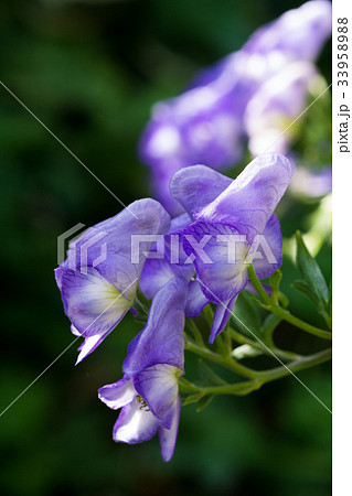 トリカブトの花 33958988