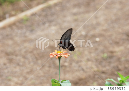 日日草　Zinnia 33959332