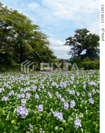 ホテイアオイ 33961863